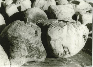 Ricotte dell'alpe Campo (1964)